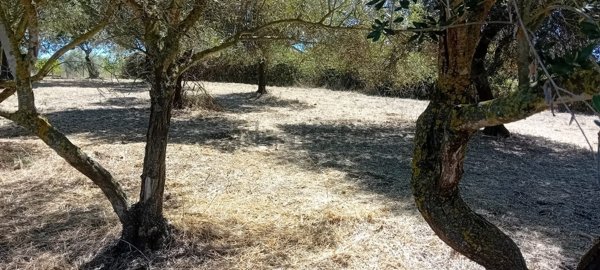 terreno agricolo in vendita a Roma in zona Selvotta