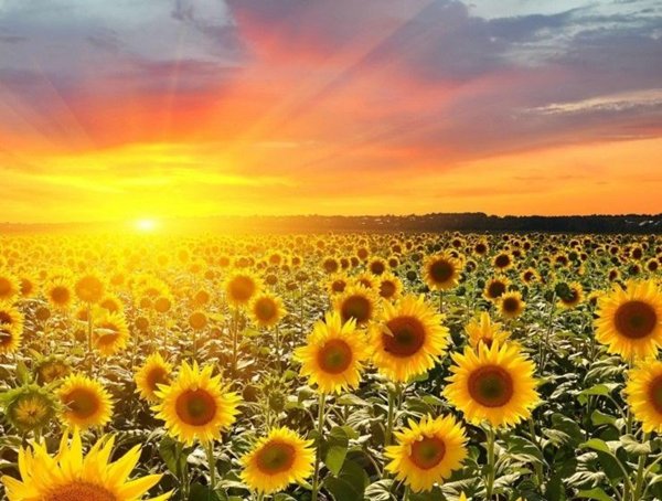 terreno agricolo in vendita a Roma in zona EUR