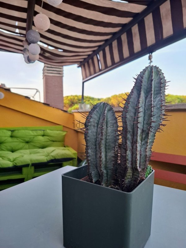 appartamento in vendita a Roma in zona Mostacciano