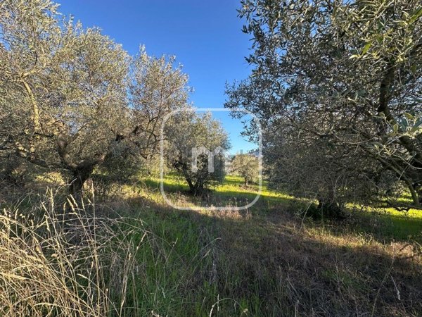 terreno agricolo in vendita a Roma in zona Finocchio