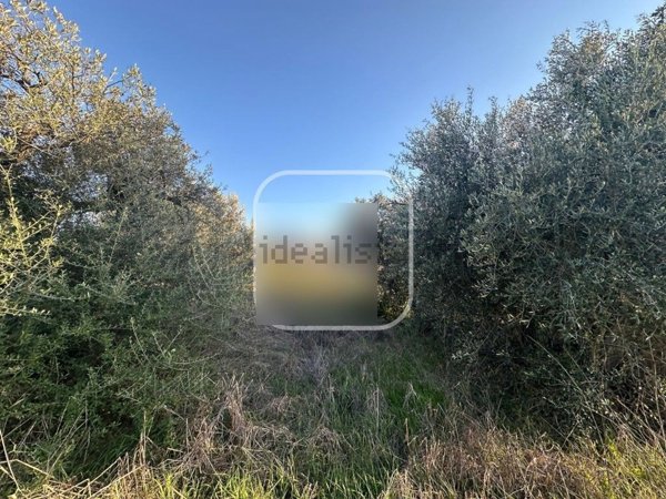 terreno agricolo in vendita a Roma in zona Finocchio