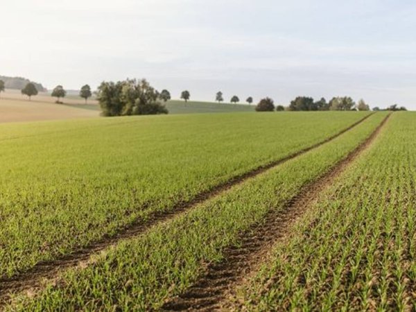 terreno agricolo in vendita a Roma in zona Osteria del Curato
