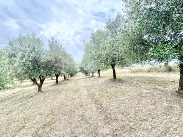 terreno agricolo in vendita a Roma in zona Castel di Leva