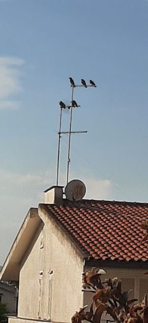 casa indipendente in vendita a Roma in zona Infernetto