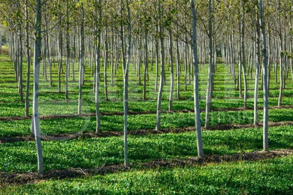 appartamento in vendita a Roviano