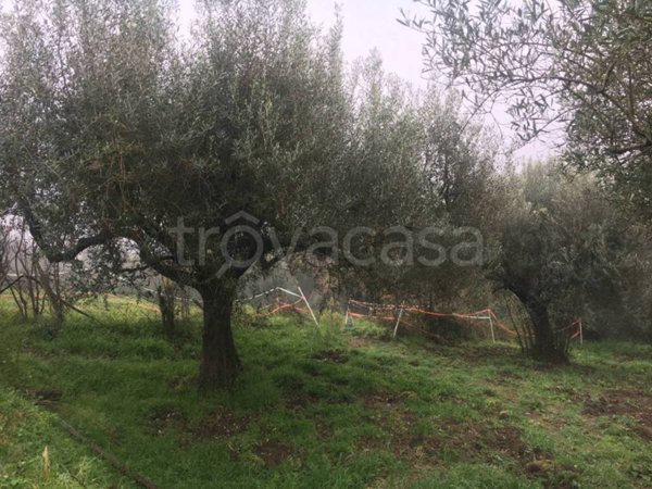 terreno agricolo in vendita a Sacrofano