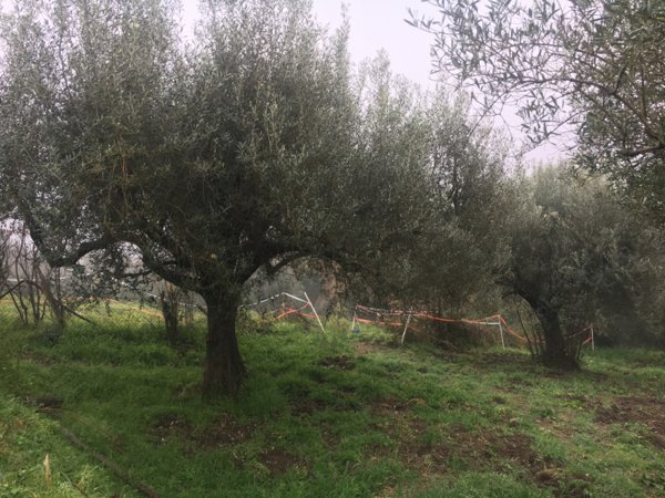 terreno agricolo in vendita a Sacrofano