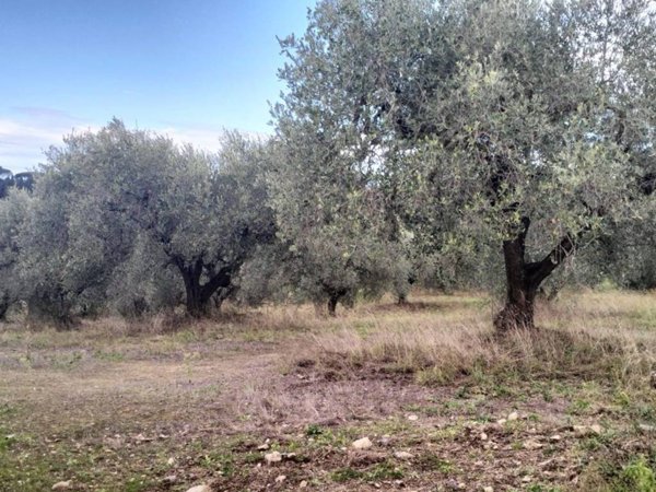 terreno agricolo in vendita a Sacrofano