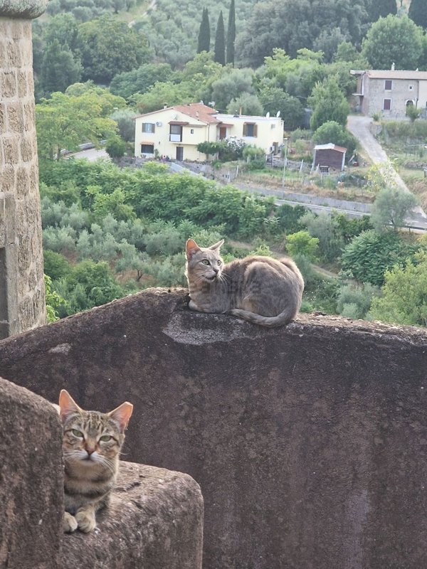 appartamento in vendita a San Gregorio da Sassola