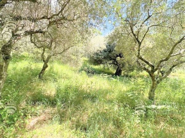 terreno agricolo in vendita a San Polo dei Cavalieri