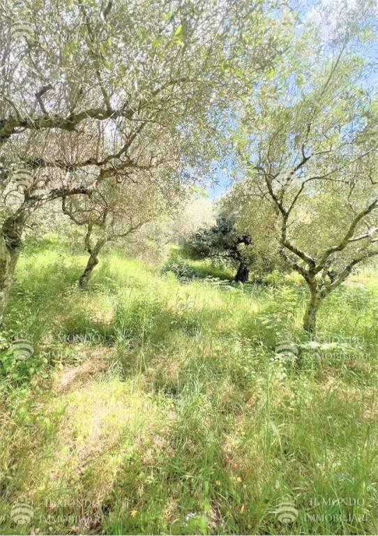 terreno agricolo in vendita a San Polo dei Cavalieri