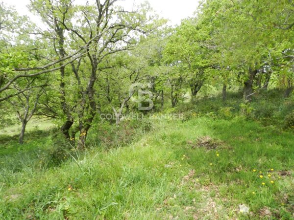 terreno agricolo in vendita a Santa Marinella