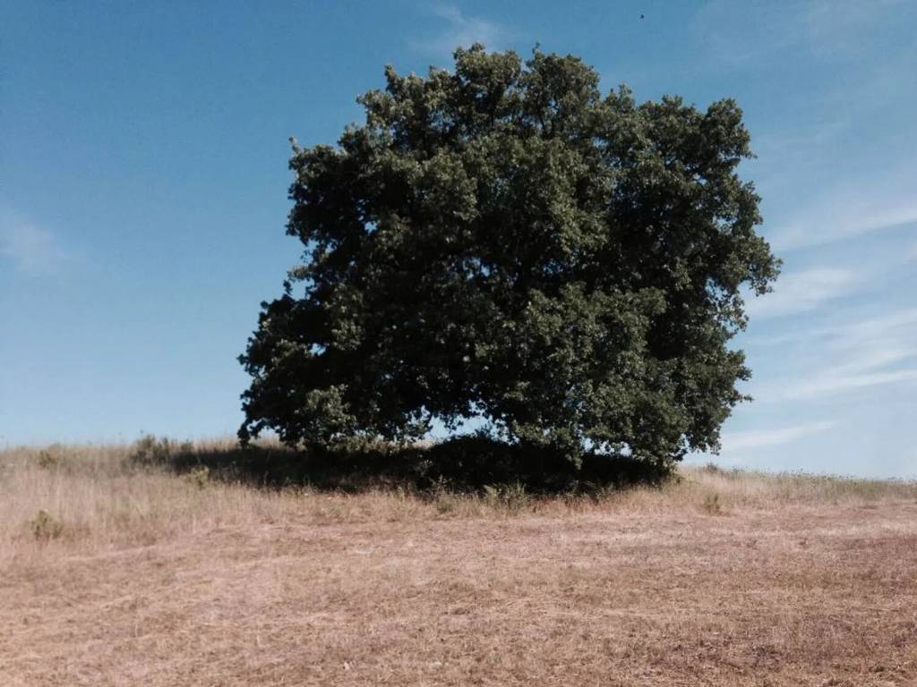 terreno agricolo in vendita a Santa Marinella
