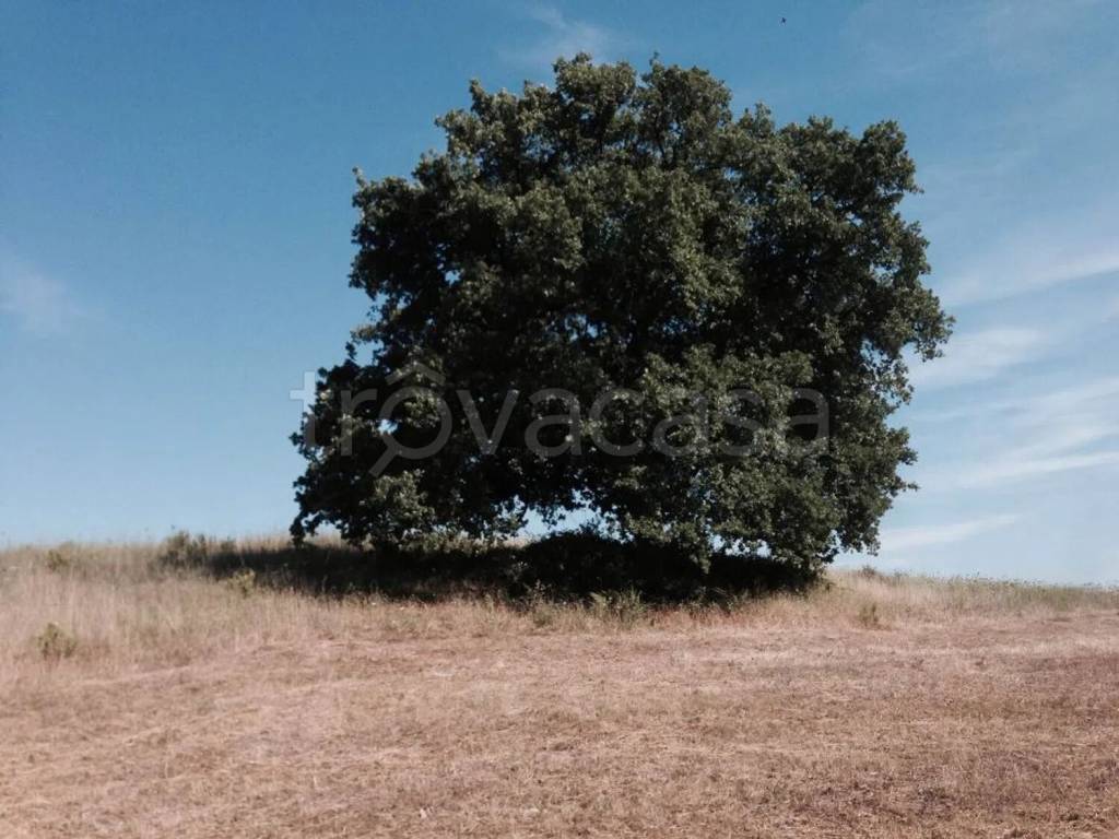 terreno agricolo in vendita a Santa Marinella