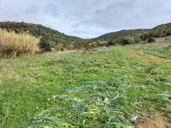 terreno agricolo in vendita a Santa Marinella