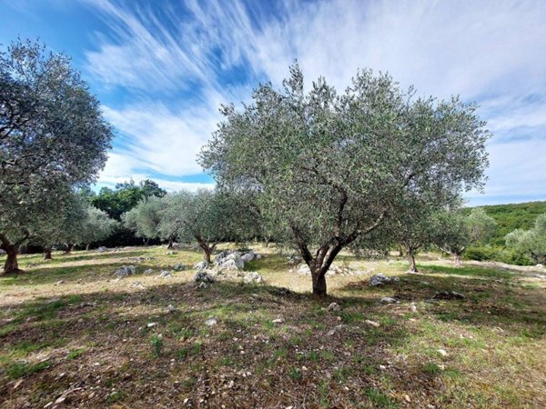 terreno agricolo in vendita a Sant'Angelo Romano