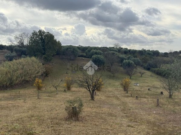 terreno agricolo in vendita a Sant'Angelo Romano