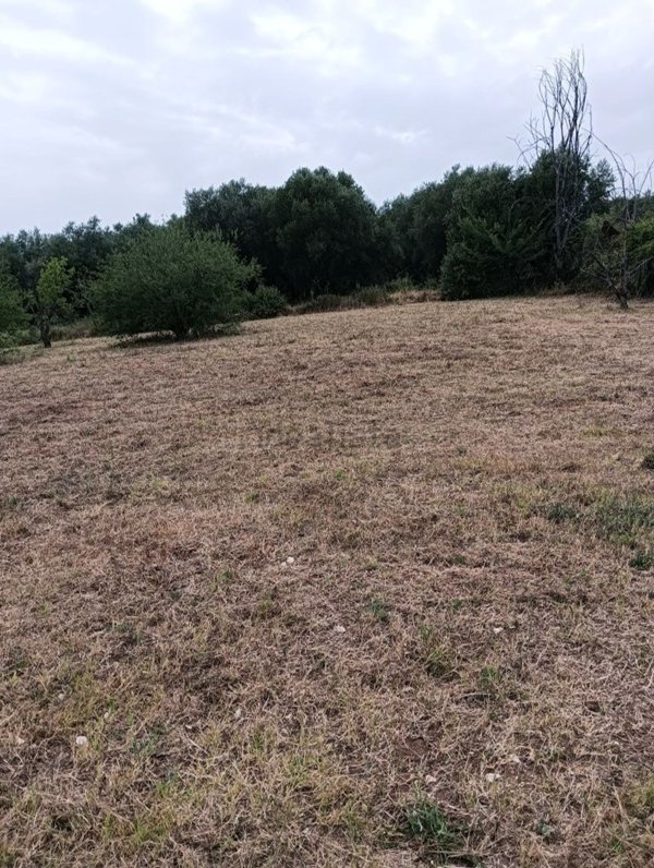 terreno agricolo in vendita a Sant'Angelo Romano