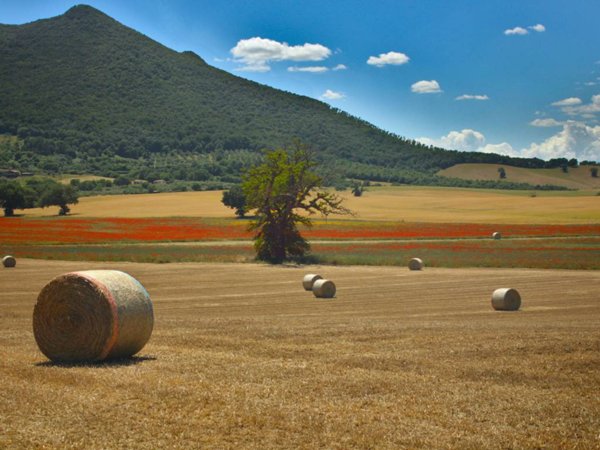 terreno agricolo in vendita a Sant'Oreste