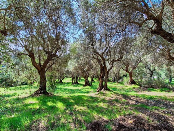 terreno agricolo in vendita a Sant'Oreste