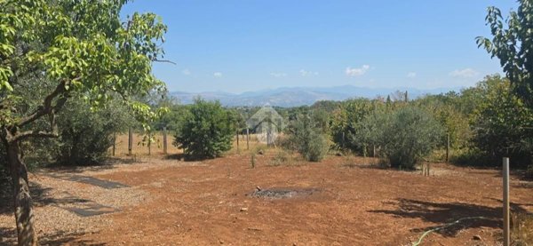 terreno agricolo in vendita a Segni