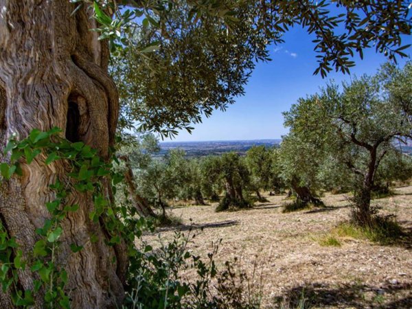 terreno agricolo in vendita a Tivoli