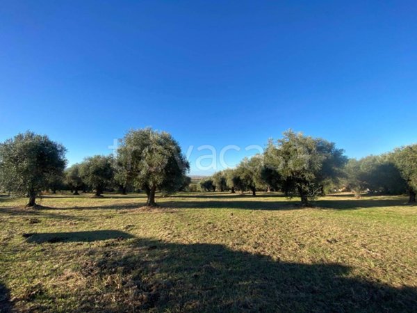 terreno agricolo in vendita a Tivoli