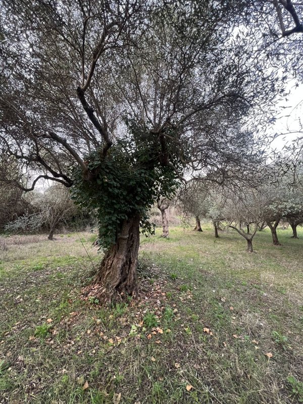 terreno agricolo in vendita a Tivoli