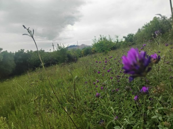 terreno agricolo in vendita a Tivoli