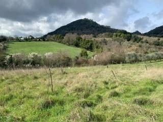 terreno agricolo in vendita a Tolfa
