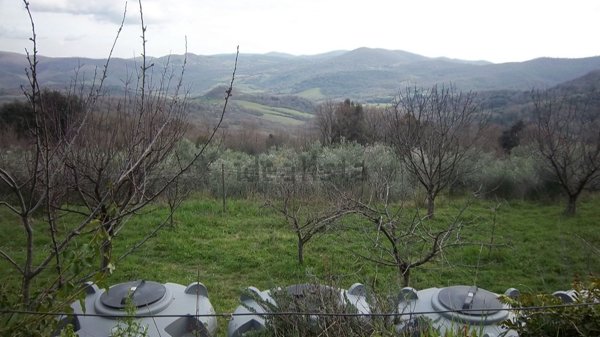terreno agricolo in vendita a Tolfa