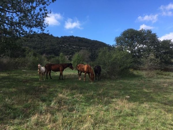 terreno agricolo in vendita a Tolfa