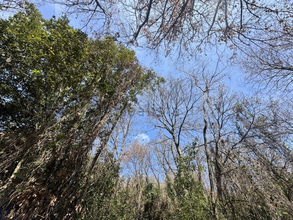 terreno agricolo in vendita a Trevignano Romano