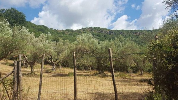 terreno in vendita a Trevignano Romano