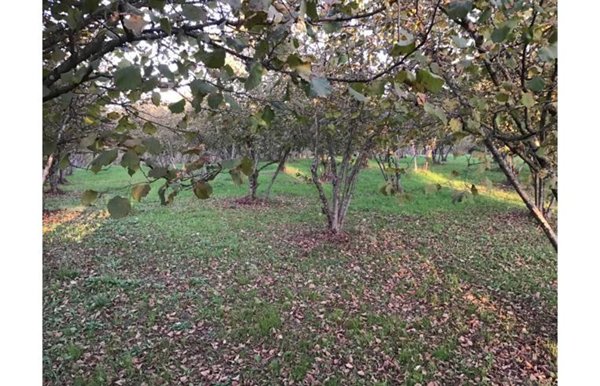 terreno agricolo in vendita a Valmontone
