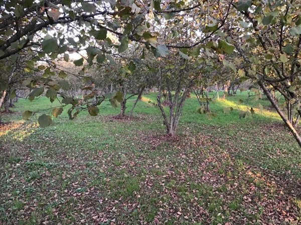 terreno agricolo in vendita a Valmontone