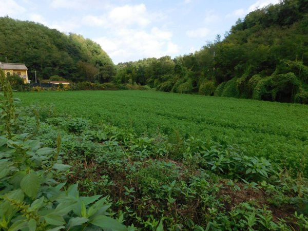 terreno agricolo in vendita a Valmontone