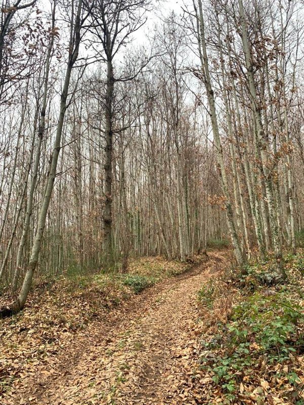 terreno agricolo in vendita a Velletri