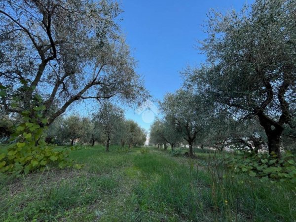 terreno agricolo in vendita a Velletri