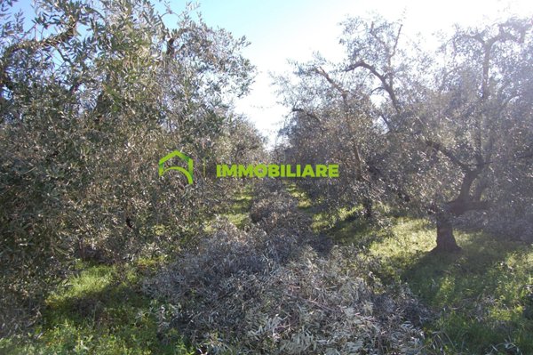 terreno agricolo in vendita a Velletri