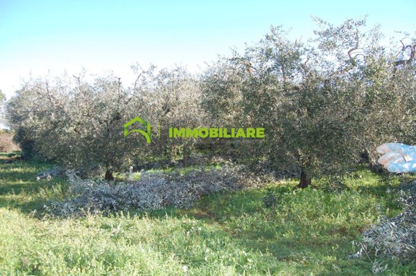 terreno agricolo in vendita a Velletri