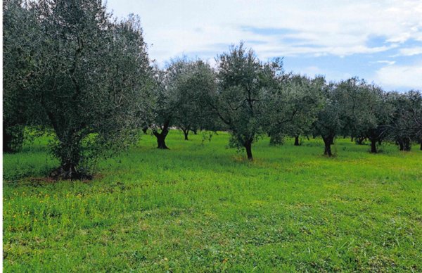 terreno edificabile in vendita a Velletri
