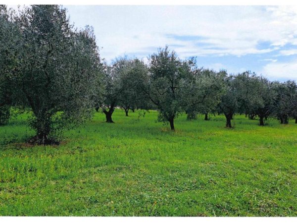 terreno agricolo in vendita a Velletri