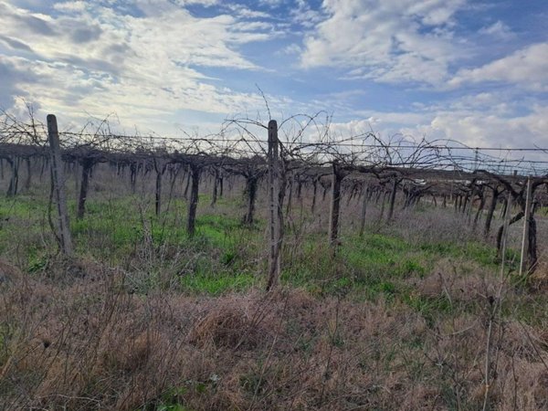 terreno agricolo in vendita a Velletri