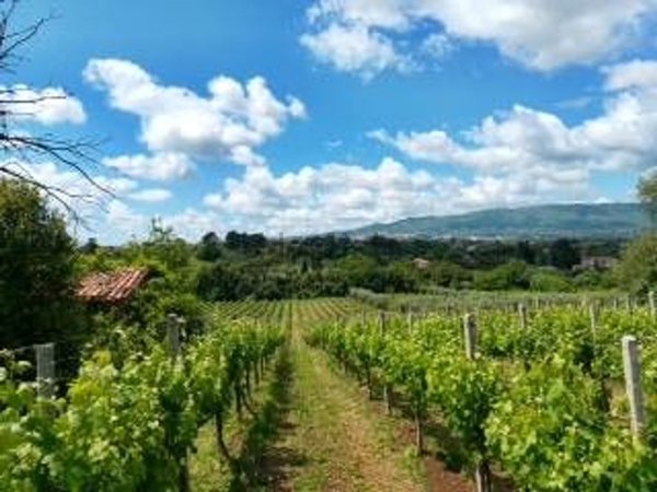 terreno agricolo in vendita a Velletri