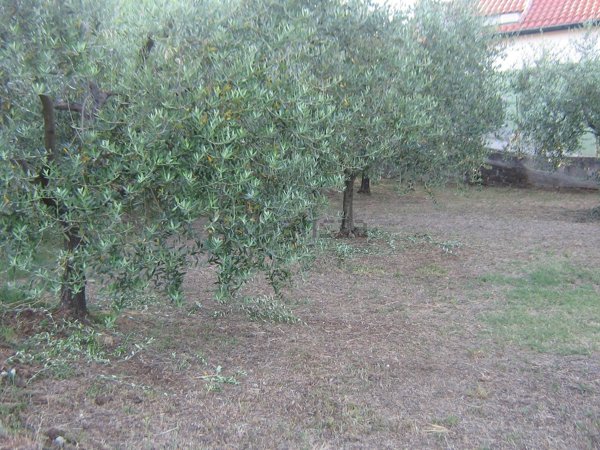 terreno agricolo in vendita a Velletri