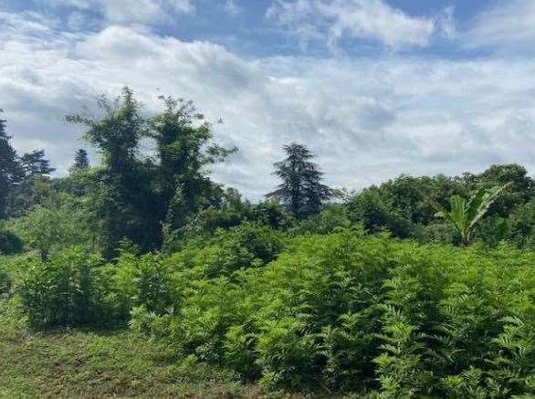 terreno agricolo in vendita a Velletri