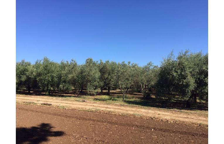 terreno agricolo in vendita a Velletri