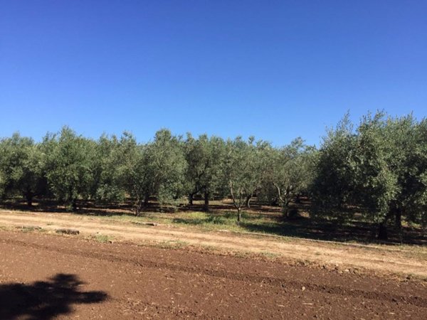 terreno agricolo in vendita a Velletri