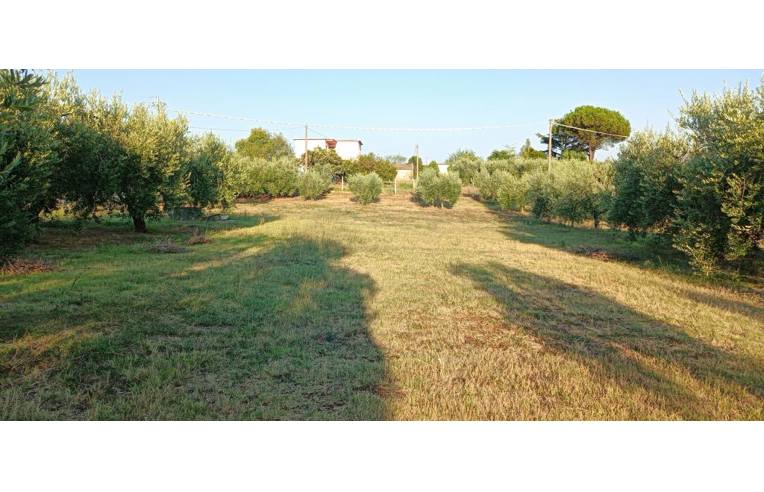 terreno agricolo in vendita a Velletri